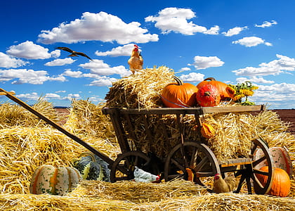 squash and hay on cart thumbnail