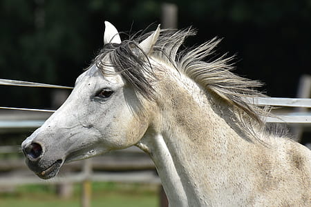 closeup photo of white and tan horse thumbnail