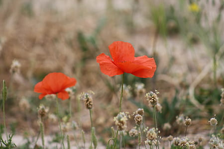 two red flowers on dried field thumbnail