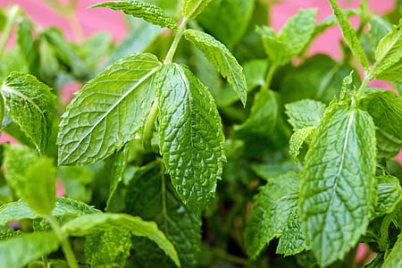 green leaf photography thumbnail