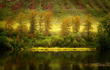 green and brown trees near lake thumbnail