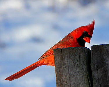 depth of field photography of cardinal bird on brown wooden post thumbnail
