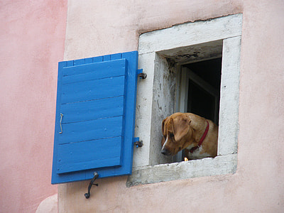 short-coated tan dog on window thumbnail