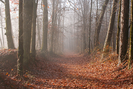 brown pathway between gray trees thumbnail