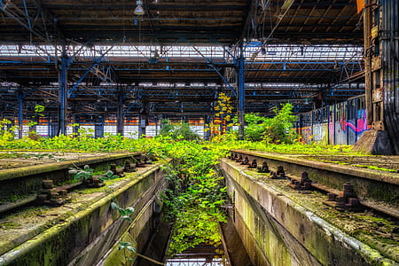 green leaf plants inside warehouse at daytime thumbnail