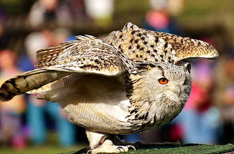 selective focus photo of brown and black owl on green wooden surface thumbnail