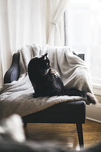 bombay cat standing on white towel on gray sofa chair thumbnail