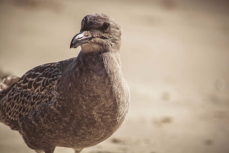 Close-up Photography of a Bird thumbnail