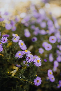 Small purple flowers in the garden thumbnail
