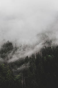fog-covered forest thumbnail