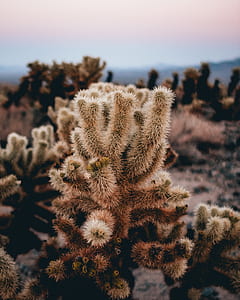 shallow focus photography of cactus thumbnail