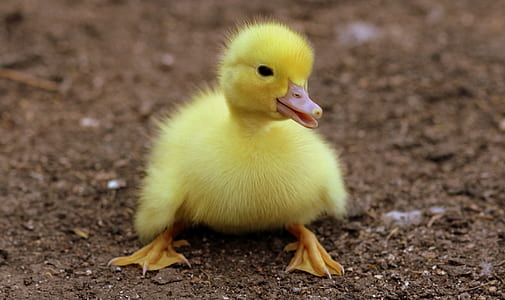 Duckling on Black Soil during Daytime thumbnail