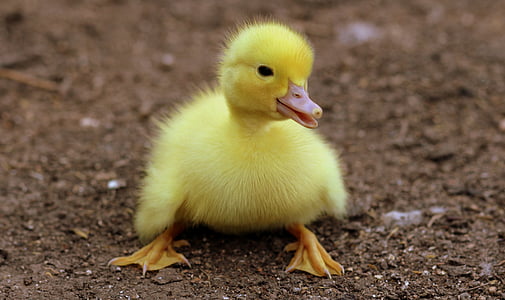 yellow chick thumbnail