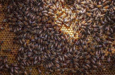 Bees thumbnail
