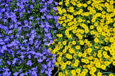 purple and yellow flowers thumbnail