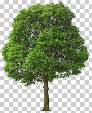 Tree , Large Green Tree , green tree illustration PNG clipart