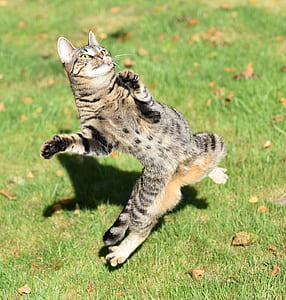 gray and brown cat thumbnail