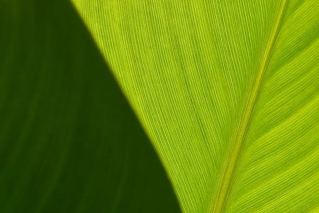 green leaf plant thumbnail