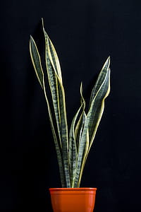 Green Snake Plant thumbnail