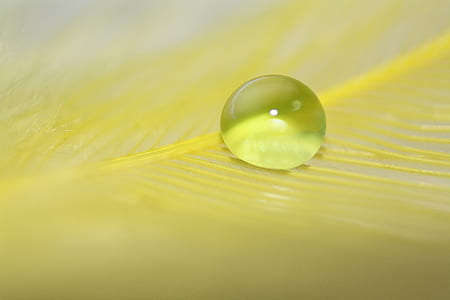 water drop on yellow leaf thumbnail