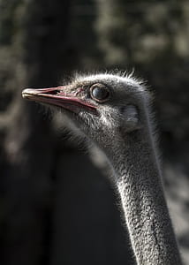 gray ostrich thumbnail