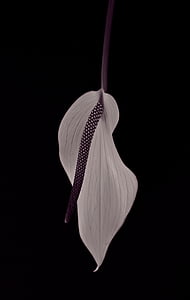white and purple leafed plant thumbnail