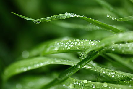 selective focus photography of grasses with dew drops thumbnail