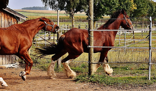 2 Red and White Horses Beside Barn and Green Grasses and Trees thumbnail