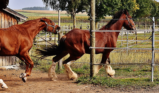 two horses galloping on field thumbnail