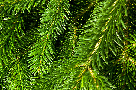 close-up photography of green pine tree thumbnail