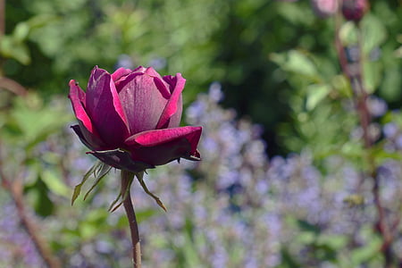 red rose flower selective focus photography thumbnail