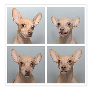 short-coated brown dog collage thumbnail
