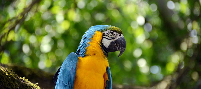 closeup photo of blue macau thumbnail