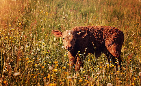 brown calf on field thumbnail