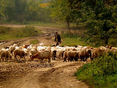 herd of sheep thumbnail