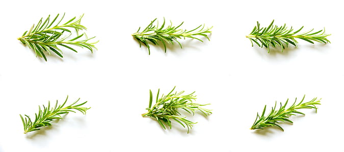 Rosemary thumbnail