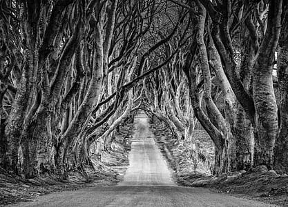 grayscale photography of pathway in between bare trees thumbnail