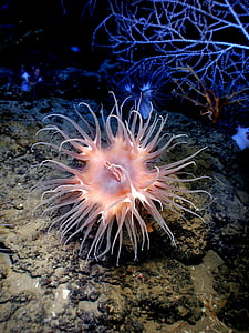 pink jelly fish thumbnail