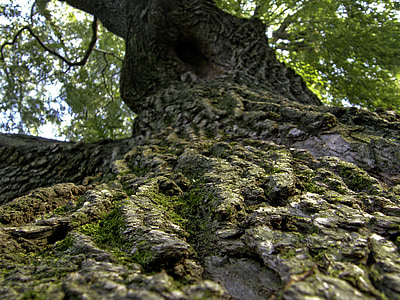 worms view of tree trunk thumbnail