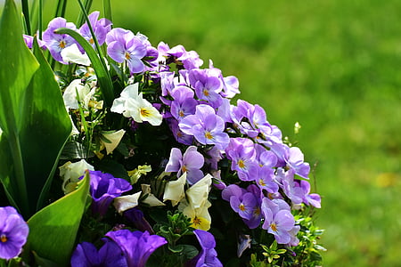 photo of purple petaled flower thumbnail