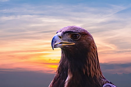 brown american eagle thumbnail