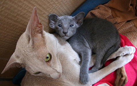 two gray and white feline on brown fabric cover thumbnail
