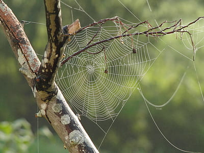 spider web in closeup photography thumbnail