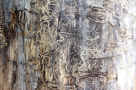 close-up photo of brown tree trunk thumbnail