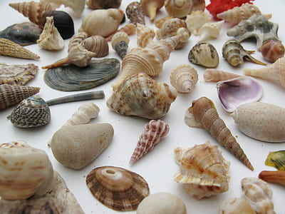 seashell lot thumbnail