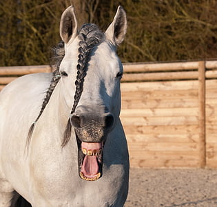 white horse in shallow focus photography thumbnail
