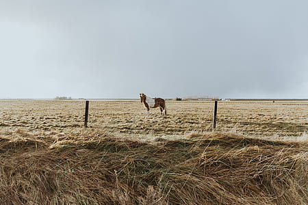 brown and white horse during daytimne thumbnail