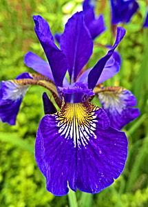 purple and yellow iris flower closeup photography at daytime thumbnail