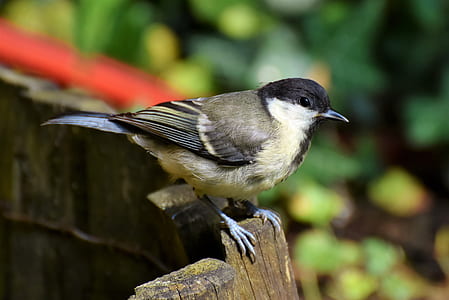 brown and black bird perched on wood thumbnail