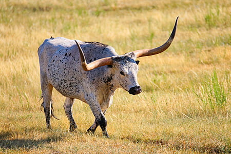 white buffalo thumbnail